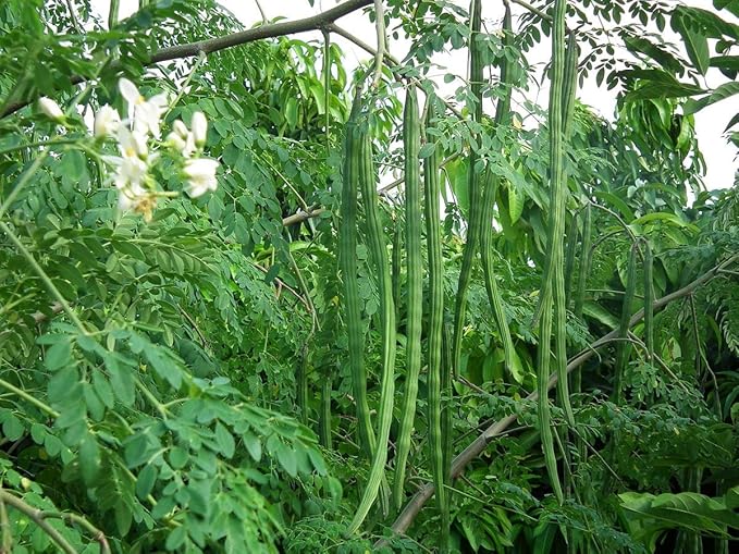 Food to Live Organic Moringa Powder, 1 Pound — Rich in, Non-GMO, Ground Moringa Oleifera Leaf, Raw, Sun-Dried, Vegan, Bulk, Great for Drinks, Teas and Smoothies