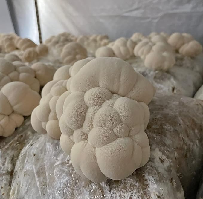 Hodgins Harvest Organic Lion's Mane Fruiting Body Extract Tincture - Mushroom Supplement for Brain Health and Mental Focus - Dual Extract Formula - Extra Concentrated - 2 fl oz Bottle