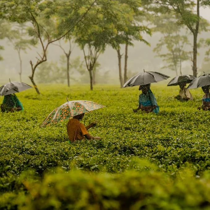 Grace Farms Organic English Breakfast Black Tea, 50 Sachet Pouch | Fairtrade & Kosher |Gives Back 100% of Profits