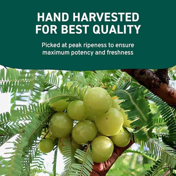 HANDPICK Organic Amla Powder (14oz) Amalaki, USDA Organic, Non-GMO | 100% Raw and Natural - Lab Tested for Purity | Indian Gooseberry Powder | Resealable Zip Lock Pouch