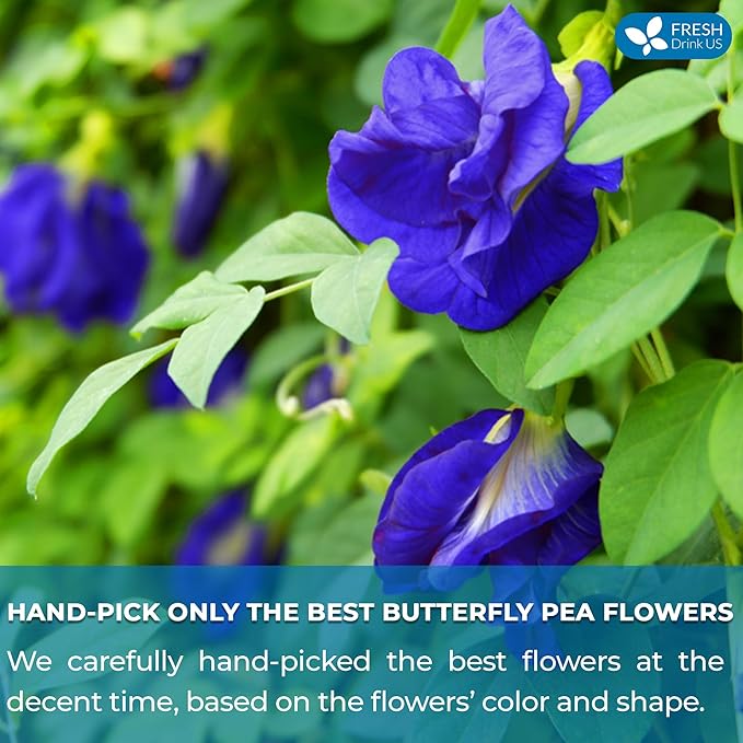 FreshDrinkUS, Premium 35 Butterfly Pea Tea Bags, 100% Natural and Pure from Butterfly Pea Flowers, Hand-made, Made With Natural Materials-Corn Fiber Tea Bag, Sugar/Caffeine/Gluten Free, Vegan