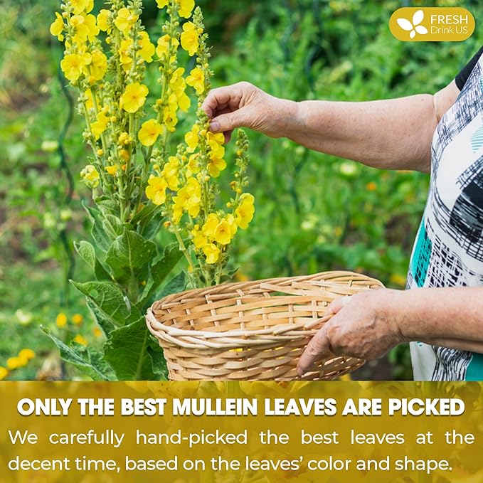 FreshDrinkUS, Premium 10 Mullein Leaf Tea Bags For Lungs, 100% Natural & Pure from Mullein Leaves. Loose Leaf Mullein Herbal Tea. Made with Natural Material Tea Bags. No Sugar, No Caffeine, No Gluten, Vegan.