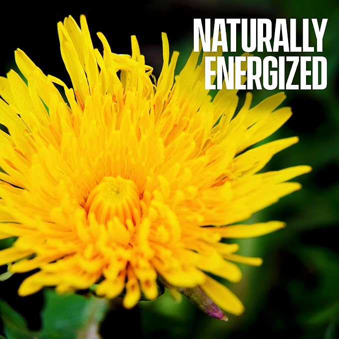 Dandelion Root Tea - Raw Organic Herbal Tea, Caffeine Free, 60 bags