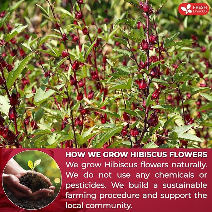 FreshDrinkUS, Premium 60 Hibiscus Flowers Tea Bags, 100% Natural & Pure, Loose Flower Herbal Tea. No Sugar, No Caffeine, No Gluten, Vegan. Great To Drink Hot Or Ice Tea