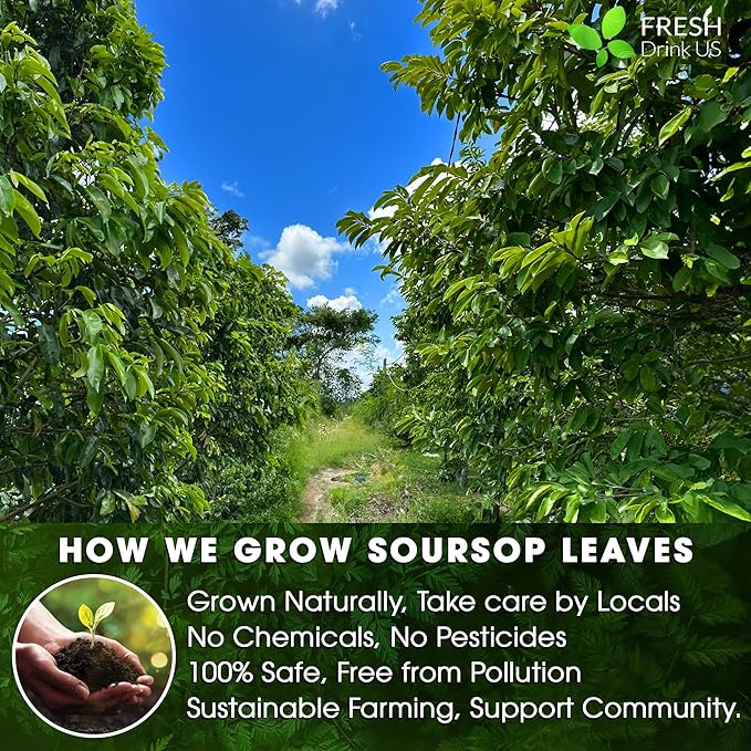 FreshDrinkUS, 240+ Premium Soursop Graviola Dried Leaves Tea, 230-250 Whole Soursop Leaves, Wildcrafted, Graviola , Guanabana , Hoja Guanabana, Loose Leaf Herbal , No Gluten, Vegan