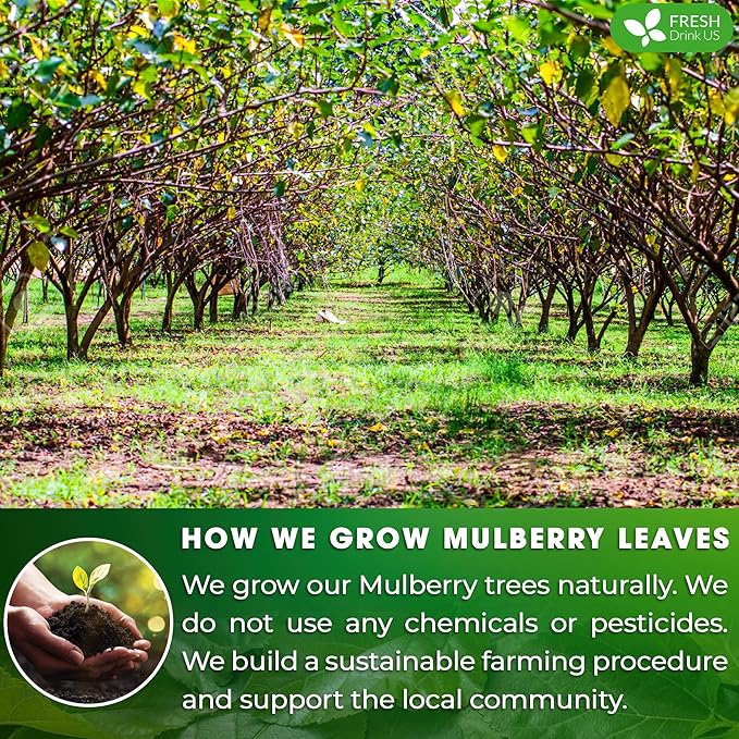 FreshDrinkUS, Permium 8oz Mulberry Leaves, 100% Natural & Pure from Mulberry Leaves, Mulberry Leaf Tea, Mulberry Loose Leaf Herbal Tea, No Additives, No Caffeine, Vegan